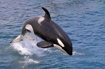 Orcas, commonly known as Killer Whales are the largest member of the dolphin family