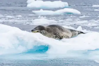 Leopard Seals sleep both on land and in the water. Whilst snoozing in the water they float in a standing position or float horizontally on the water's surface
