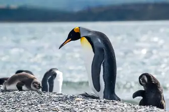 King Penguins can be recognized due to their stunning orange colors