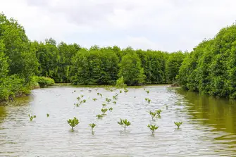 Mangroves have adapted to living in high salinity environments, and protect coastal communities