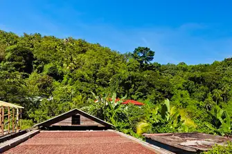 Belmont Estate used to grow coffee when founded by the French in the 1600s. Today cocoa is the main product