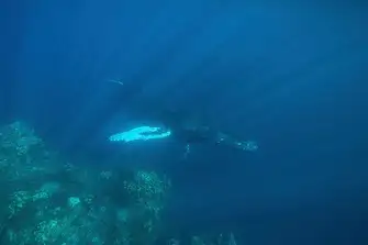 December also means you may see humpback whales migrating south from the chilly north Atlantic to give birth