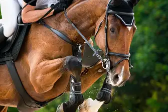 World-class horses and hard-fought showjumping will keep you on the edge of your seat
