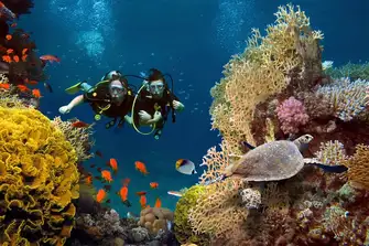 Take advantage of the on board scuba equipment and go for a deep dive