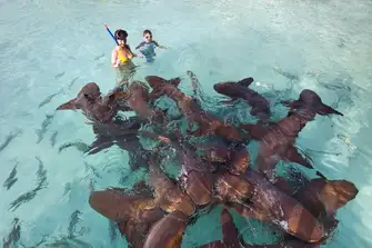 Swim with sharks and create unforgettable memories