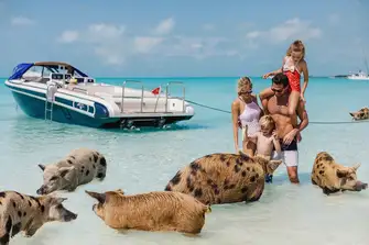 Tender ashore and experience swimming with pigs