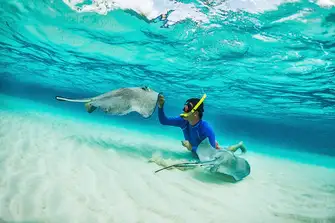 Swimming with stingrays