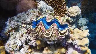 Find some of the best diving in the world