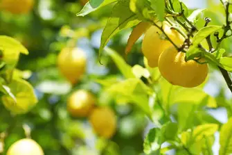 Catch the scent of lemon groves on the breeze