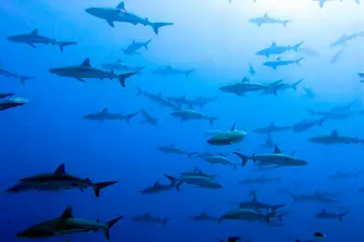 Black-tipped reef sharks glide effortlessly through the pass