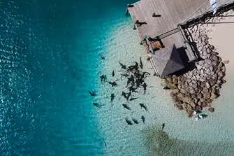Nurse sharks at Compass Cay