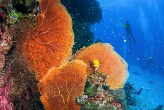 The diving in these parts is some of the best in the world