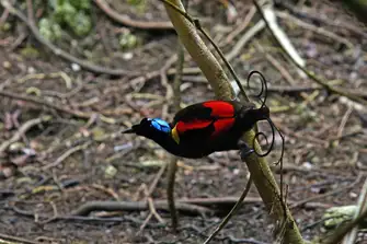 Waigeo Island is home to the rare and beautiful Wilson's bird of paradiseWaigeo Island is home to the rare and beautiful Wilson's bird of paradise