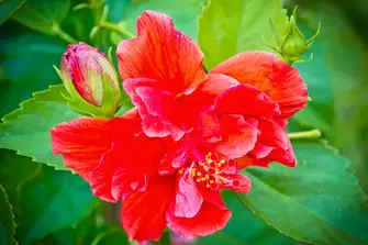Red Hibiscus is just one of the wonders you can find at St Vincent’s Botanical Gardens