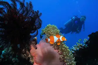 The Great Barrier reef is renowned for its diving and it is the largest dive site in the world