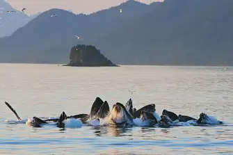 Humpback whales work together when bubble-net feeding