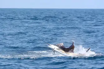 From reef fish to big game fish, choose your level of challenge
