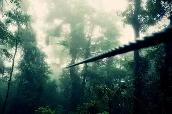 Fly through the canopy like Costa Rica's native macaws on a canopy zipwire