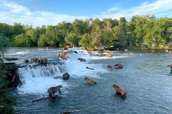 Brown bears feed on chum salmon at Brooks Falls near Katmai, Alaska