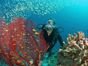 Maldives' unspoilt waters are teeming with bucket-list marine life