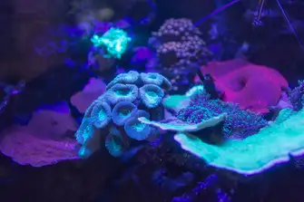Night dives with torch filters open up a whole new world of colour